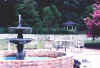 Myrtles2.jpg (58863 bytes)